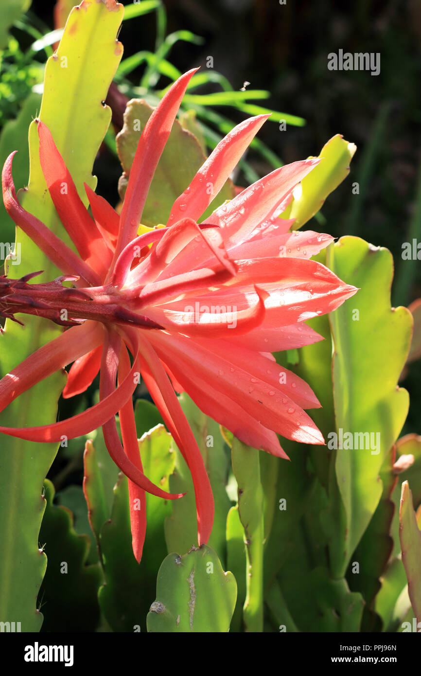 Close up of Epiphyllum ackermannii Epiphyllum ou rouge ou connu sous le nom de cactus Orchidée Banque D'Images