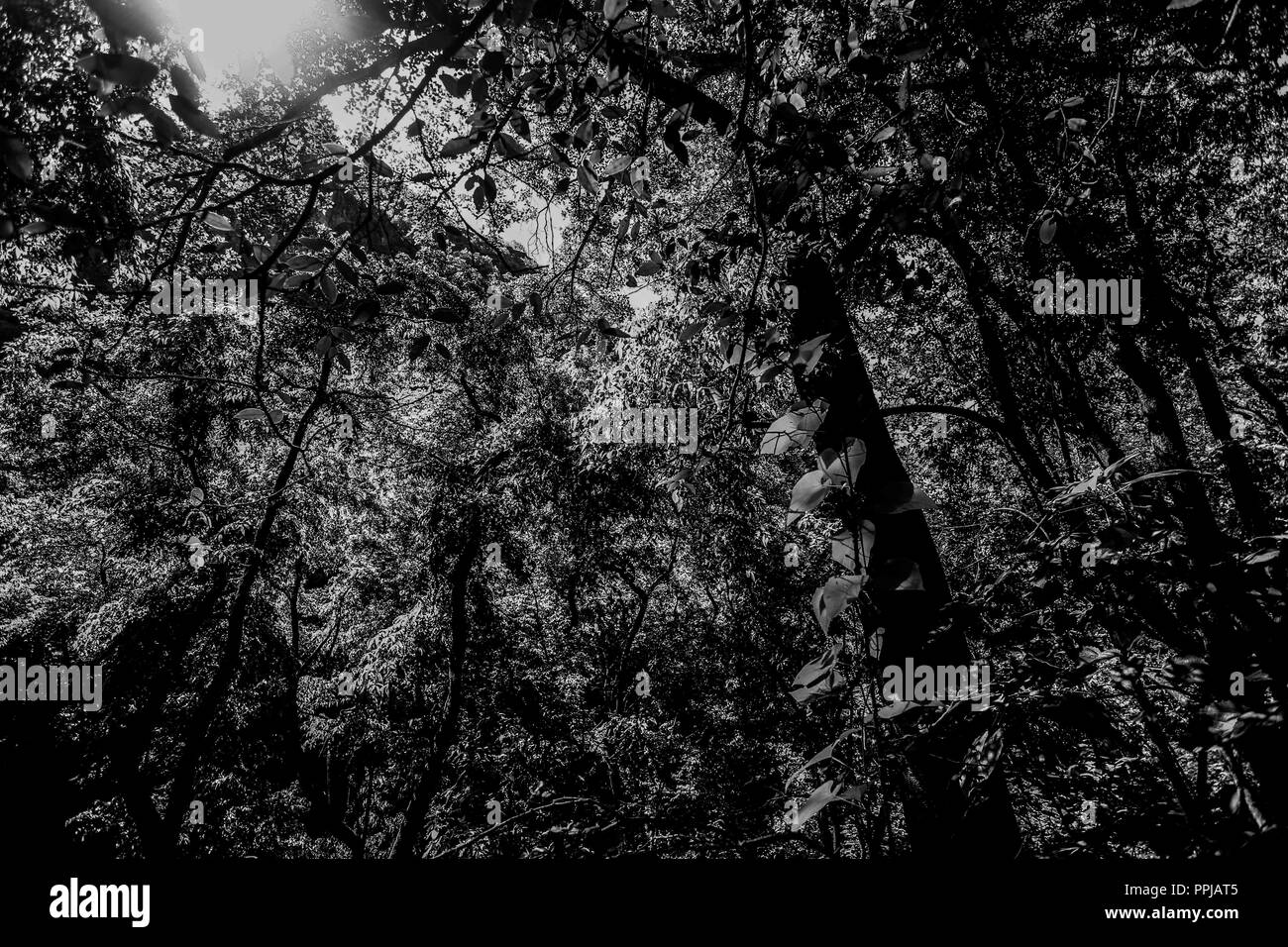 Jungle dans le Monte Mojino réserver dans la Sierra de Alamos, au Mexique avec une végétation dense qui se consacre à la conservation des rivières et l'eau. Banque D'Images