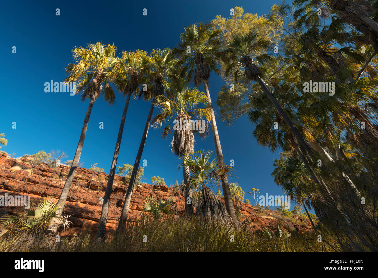 Livistona Mariae, le chou rouge Palm, Palm Valley, MacDonnell, Territoire du Nord, Australie Banque D'Images