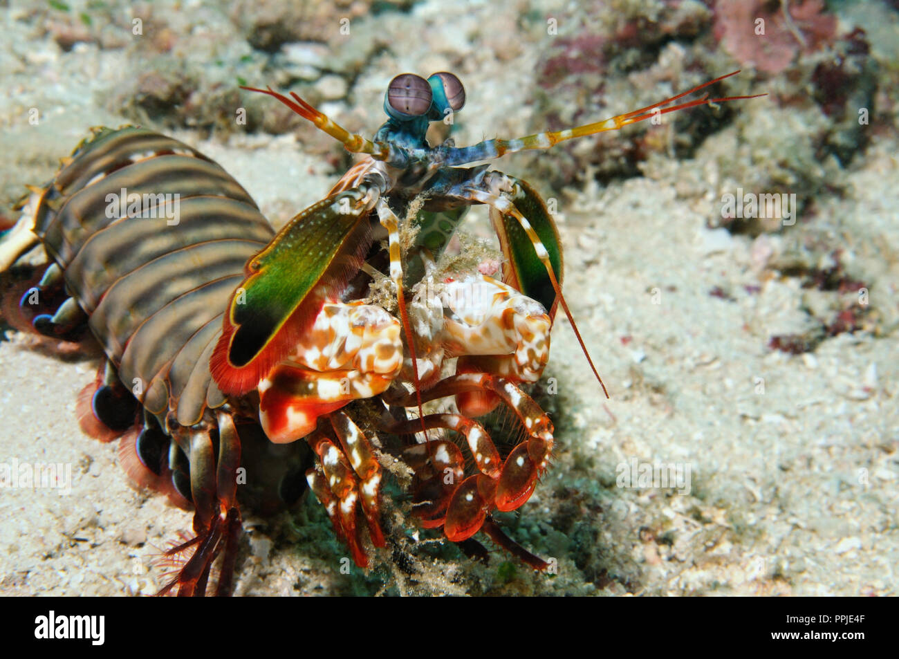 Portrait d'une pleine taille de la crevette mantis paon debout sur un fond de mer, Panglao, Philippines Banque D'Images