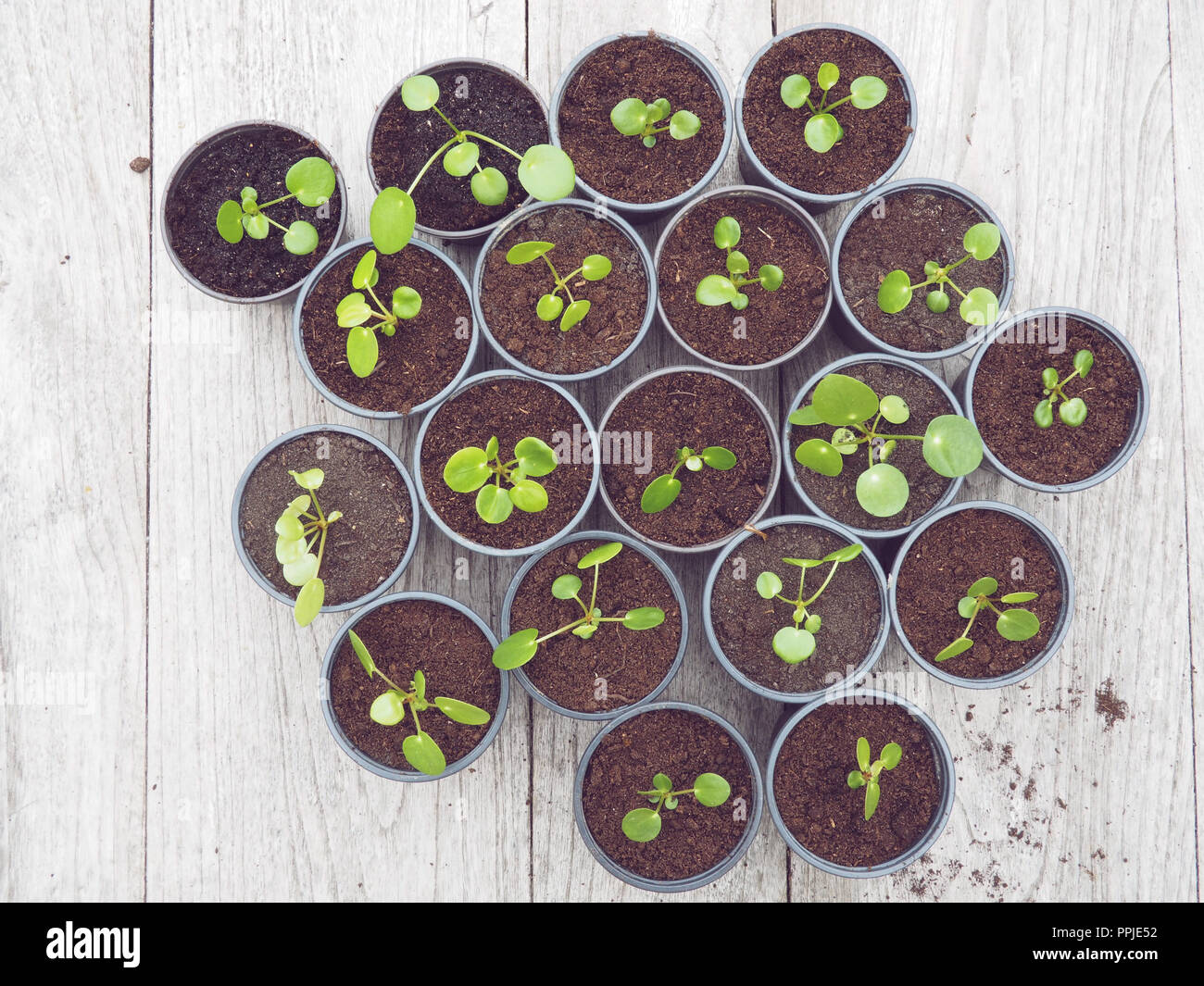 Plusieurs crêpes propagées des boutures dans des pots de jardinage en plastique noir sur une table en bois Banque D'Images