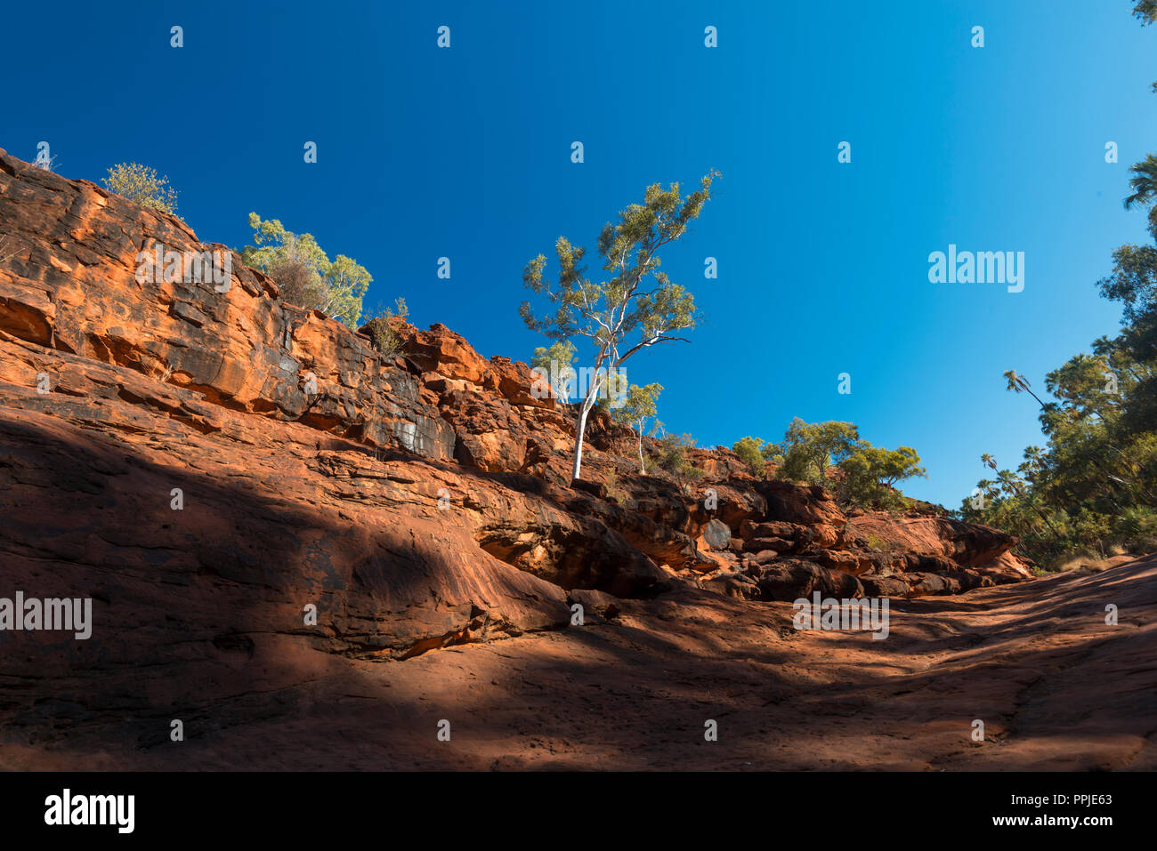 Palm Valley, MacDonnell, Territoire du Nord, Australie Banque D'Images