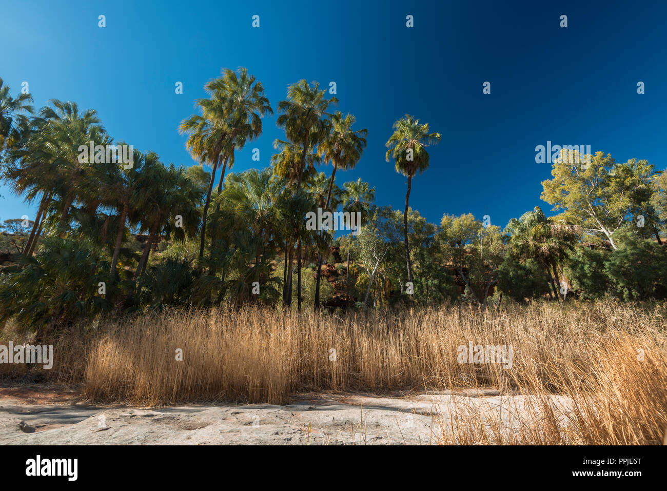 Livistona Mariae, le chou rouge Palm, Palm Valley, MacDonnell, Territoire du Nord, Australie Banque D'Images