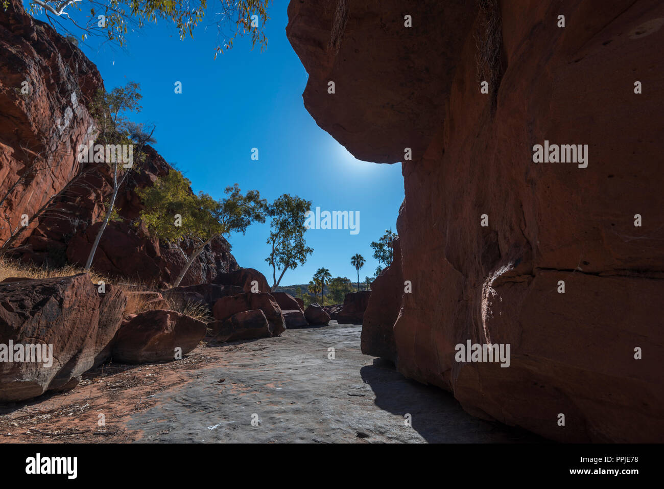 Palm Valley, MacDonnell, Territoire du Nord, Australie Banque D'Images