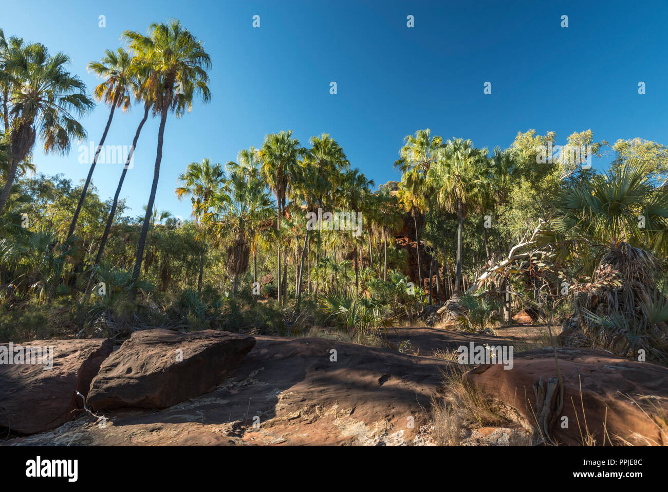 Livistona Mariae, le chou rouge Palm, Palm Valley, MacDonnell, Territoire du Nord, Australie Banque D'Images