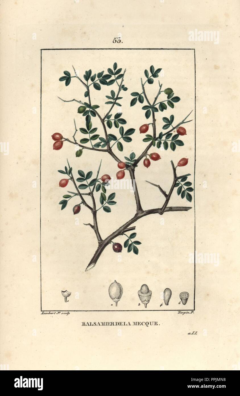 Ou le baume de baume de Galaad, Commiphora gileadensis. Crépi coloriée à la gravure sur cuivre par Junior Lambert d'après un dessin de Pierre Jean François Turpin de Chaumeton, Poiret et Chamberet's 'La Flore medicale,' Paris, Panckoucke, 1830. Turpin (17751840) a été l'un des trois géants de l'art botanique français de l'époque aux côtés de Pierre Joseph Redoute et Pancrace Bessa. Banque D'Images