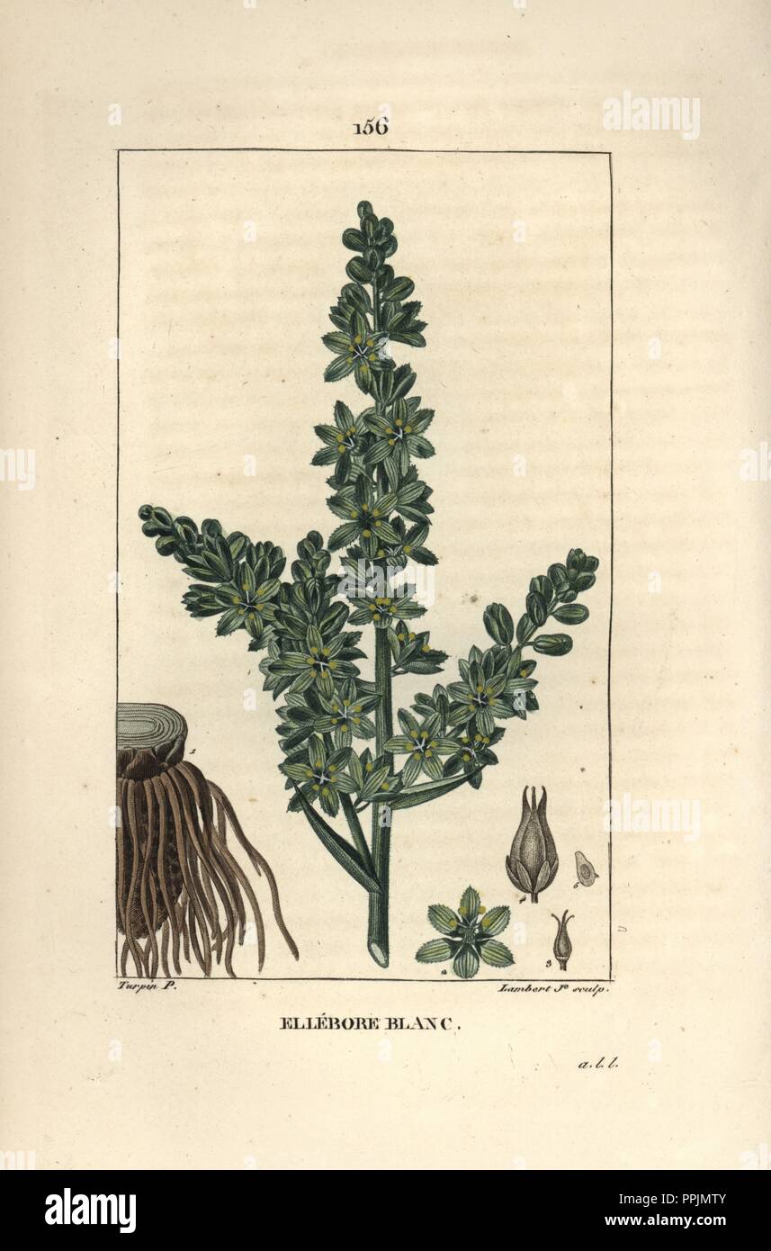 L'hellébore blanc ou faux helleborine, Veratrum album, montrant arbuste, fleurs, feuilles et racines toxiques. Crépi coloriée à la gravure sur cuivre par Junior Lambert d'après un dessin de Pierre Jean François Turpin de Chaumeton, Poiret et Chamberet's 'La Flore medicale,' Paris, Panckoucke, 1830. Turpin (17751840) a été l'un des trois géants de l'art botanique français de l'époque aux côtés de Pierre Joseph Redoute et Pancrace Bessa. Banque D'Images