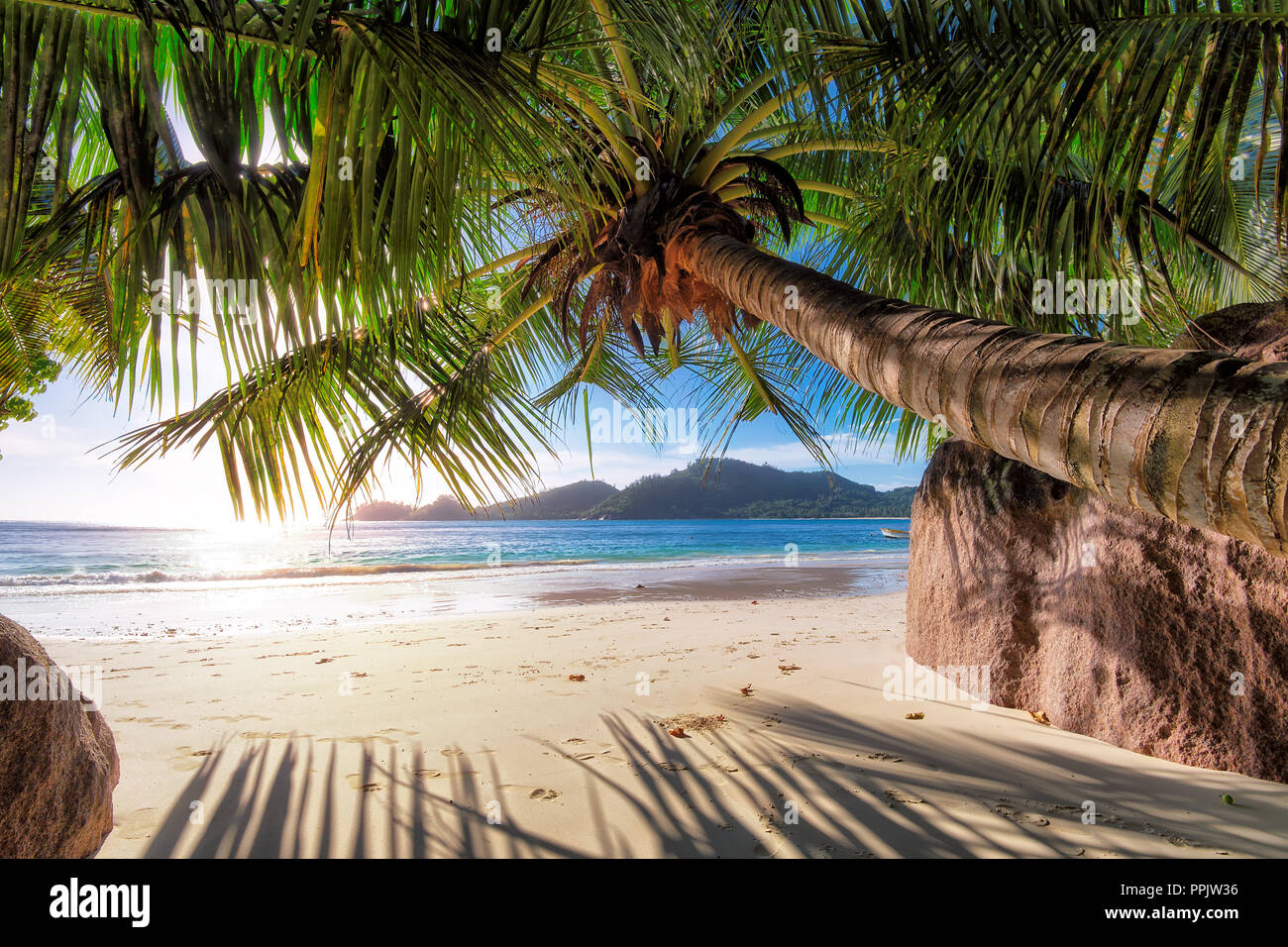 Plage de sable avec palmier Banque D'Images