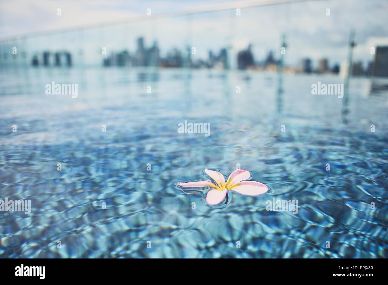 Bloom qui flotte sur surface de l'eau de piscine sur le toit de bâtiments silhouette contre l'horizon urbain. Banque D'Images