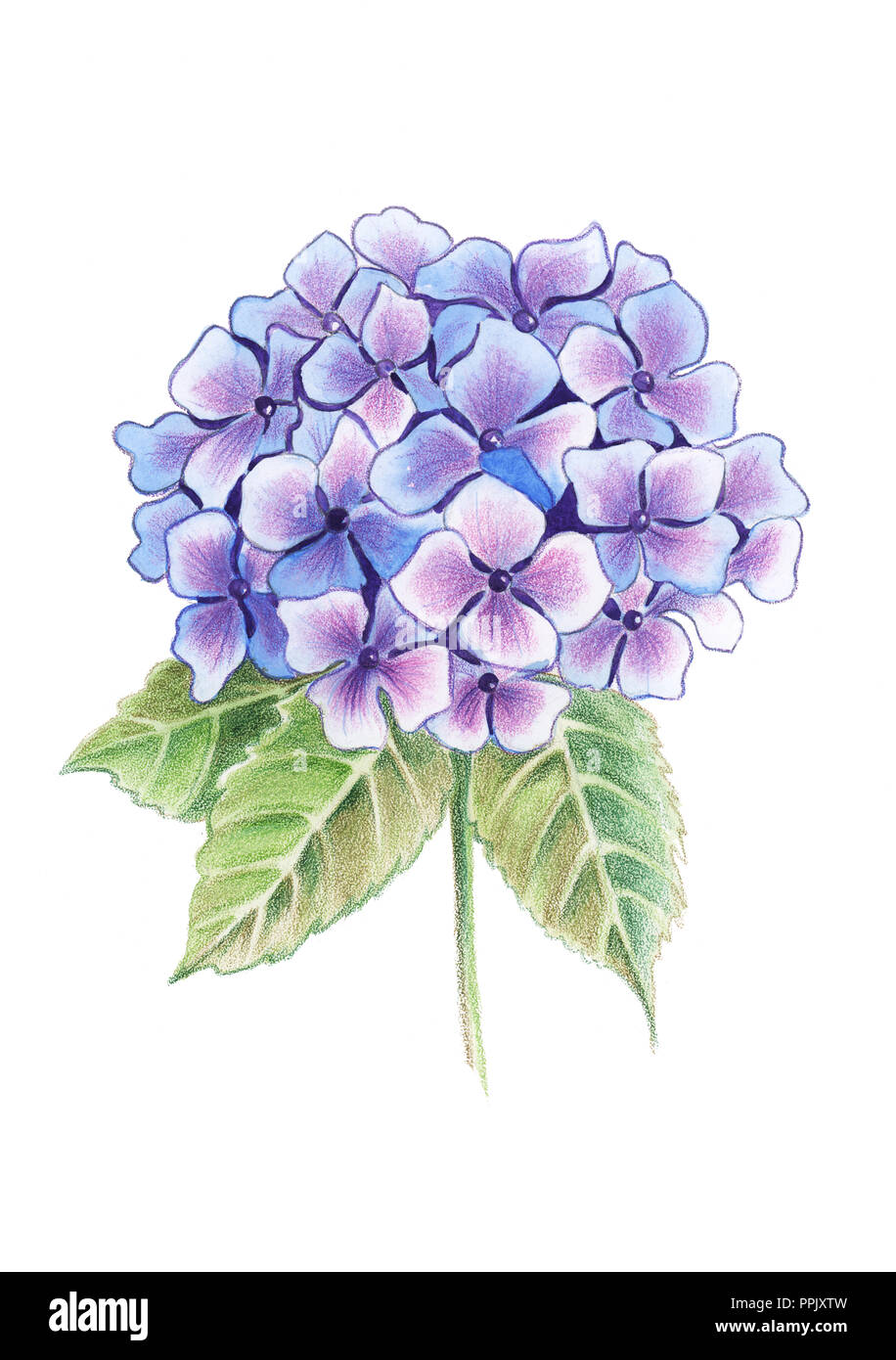 Illustration de dessin crayons de couleur l'hydrangea fleurs dans un bouquet sur fond isolé Banque D'Images