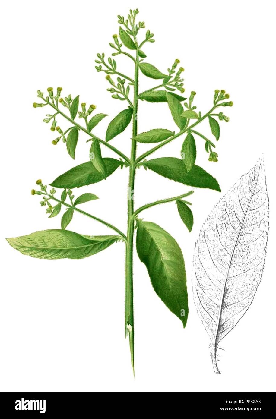 Blumea balsamifera Blanco2.403-rognées. Banque D'Images