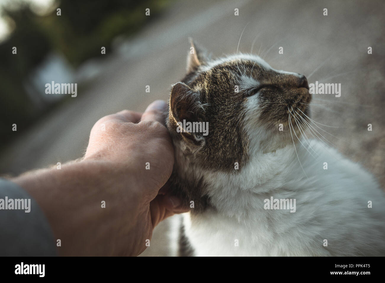 Chat qui est actionné à la main Banque D'Images