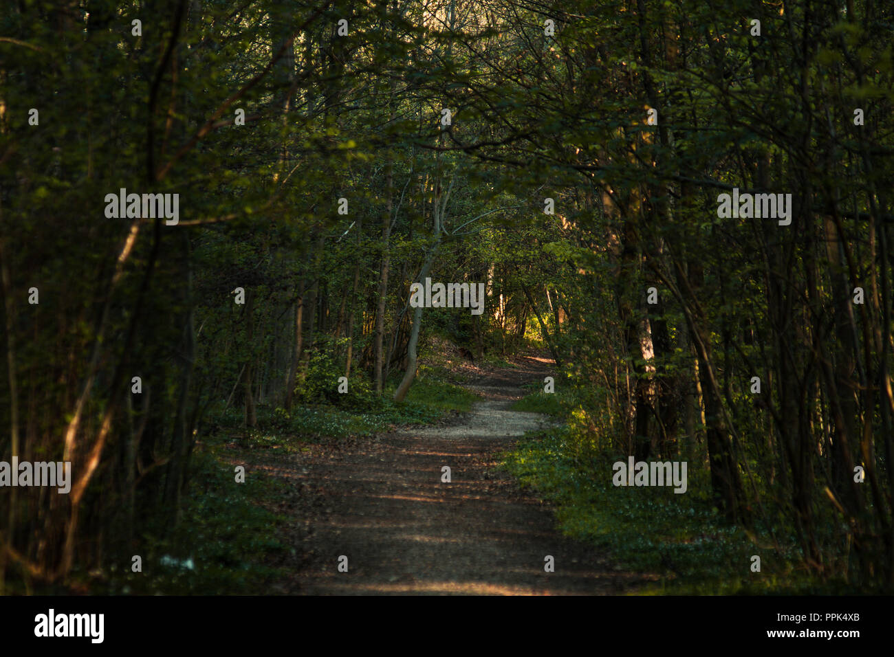 Chemin forestier pour le jogging. Banque D'Images
