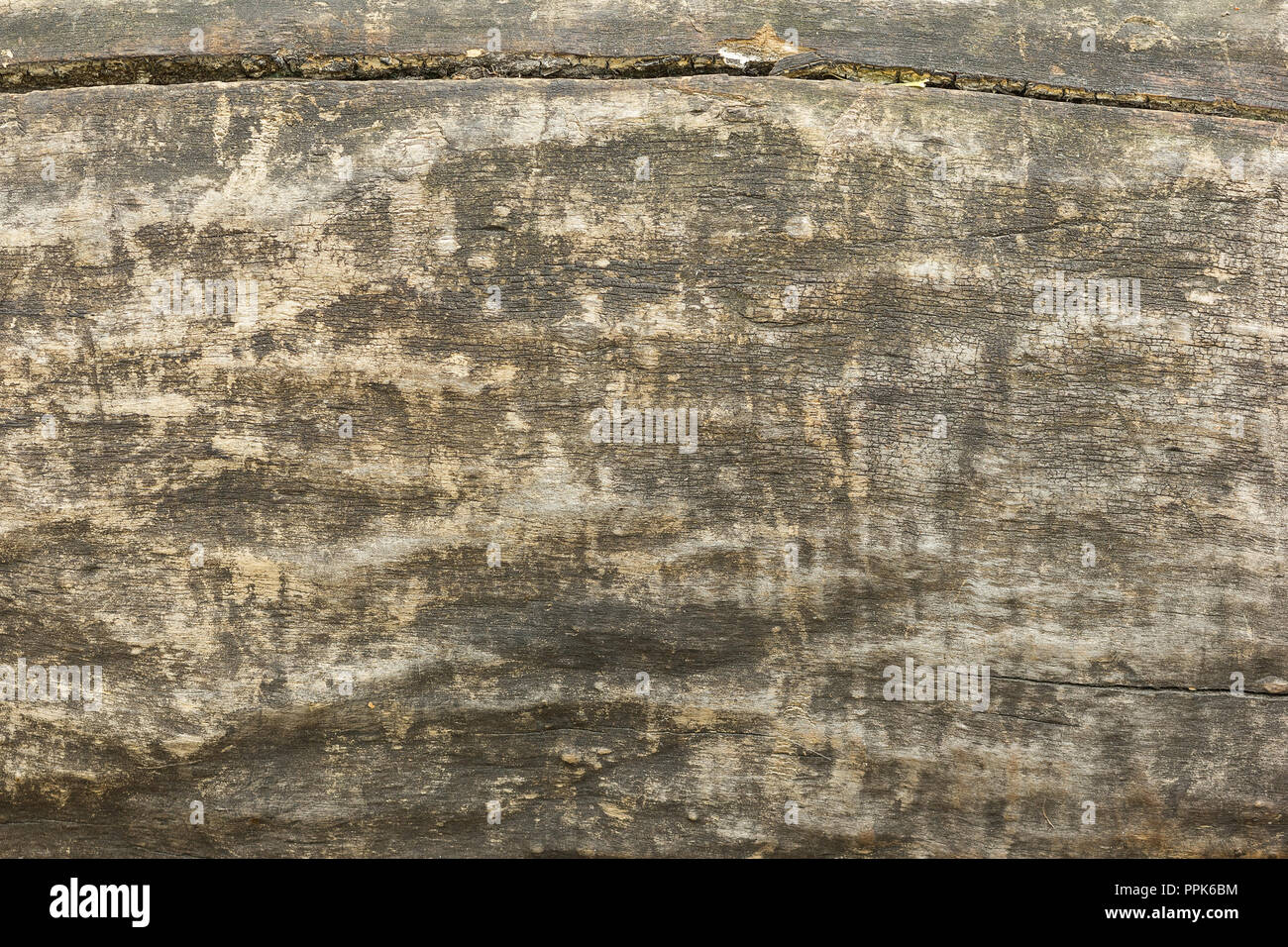 La texture d'un vieil arbre sans écorce de bois carbonisé. Banque D'Images