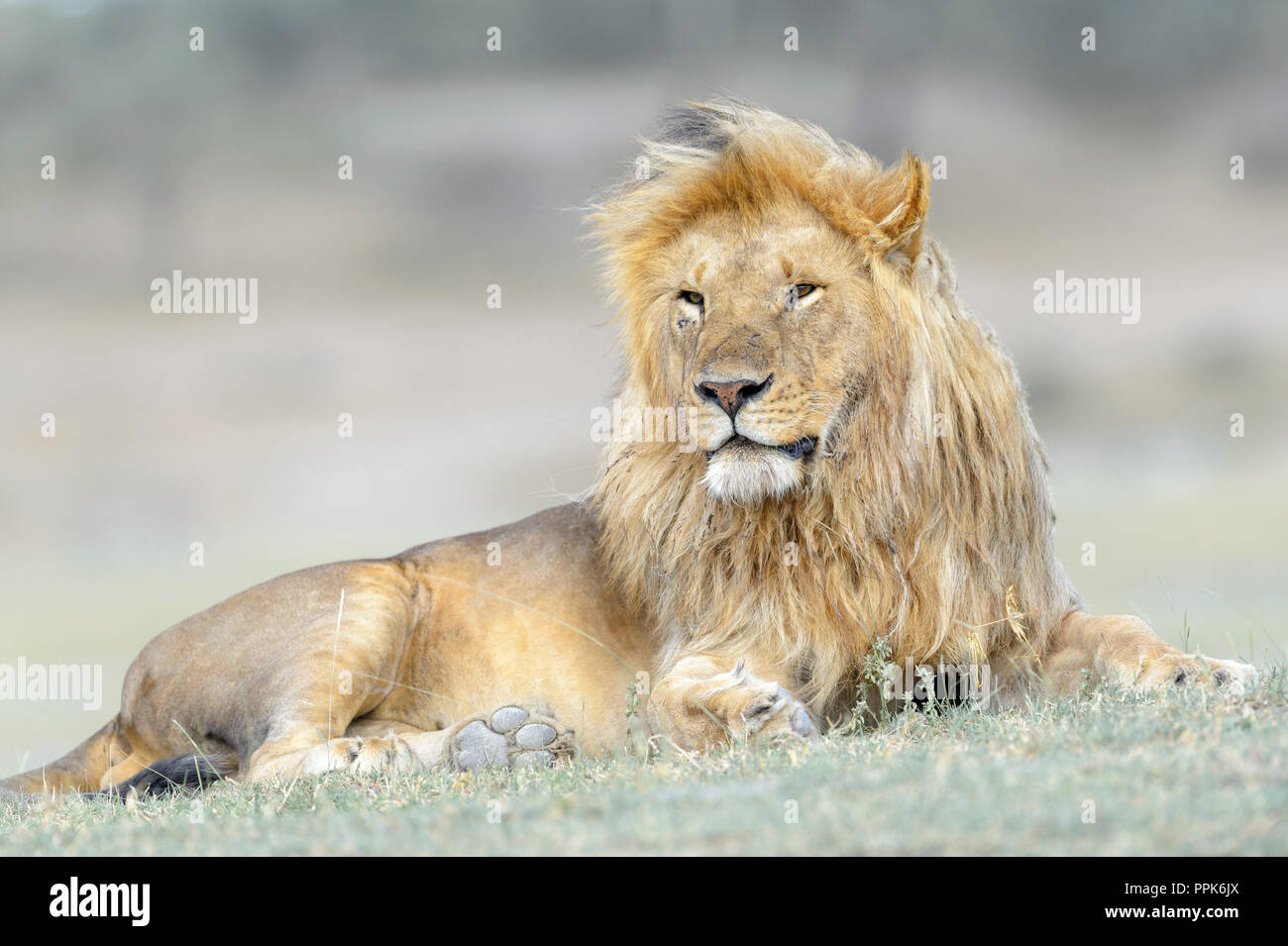 Lion (Panthera leo) portrait masculin, couchée sur la savane, zone de conservation de Ngorongoro, en Tanzanie. Banque D'Images