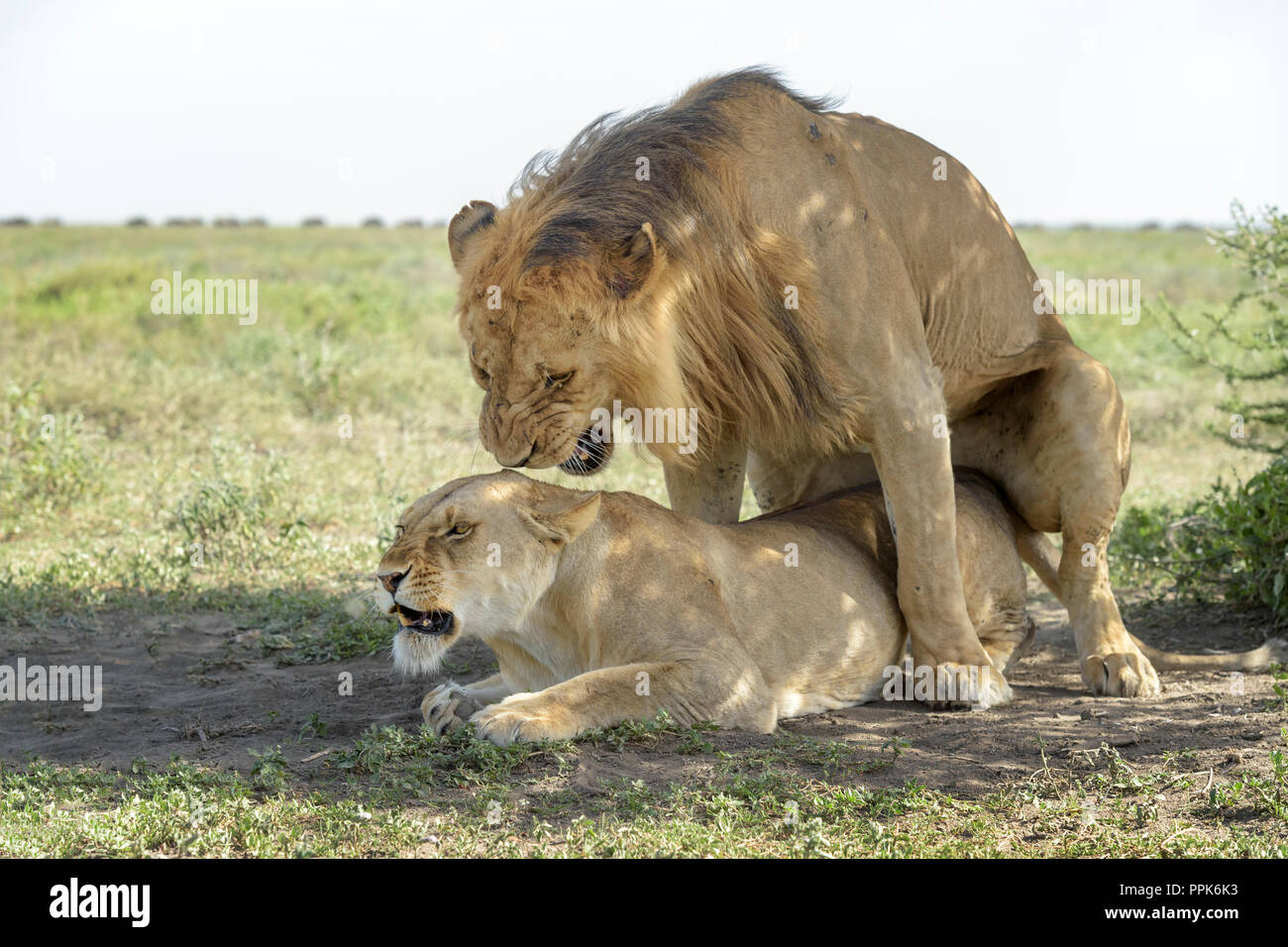 Lion (Panthera leo), l'accouplement paire sous un arbre sur la savane, zone de conservation de Ngorongoro, en Tanzanie. Banque D'Images