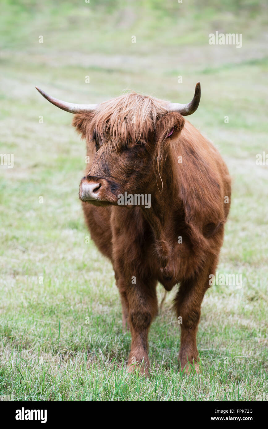 Vache brune sur les pâturages en Norvège Banque D'Images