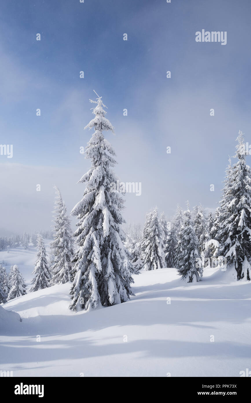 Photos de paysages de montagne d'hiver. Sapins dans la neige. Une journée ensoleillée avec la brume. Voir la neige après Noël Banque D'Images