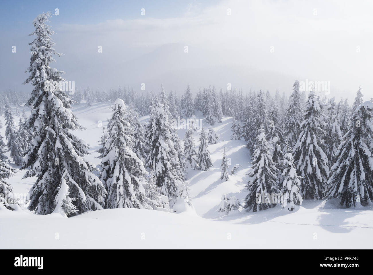Forêt de montagne Hiver arrière-plan. Sapins dans la neige contre le ciel avec des nuages Banque D'Images