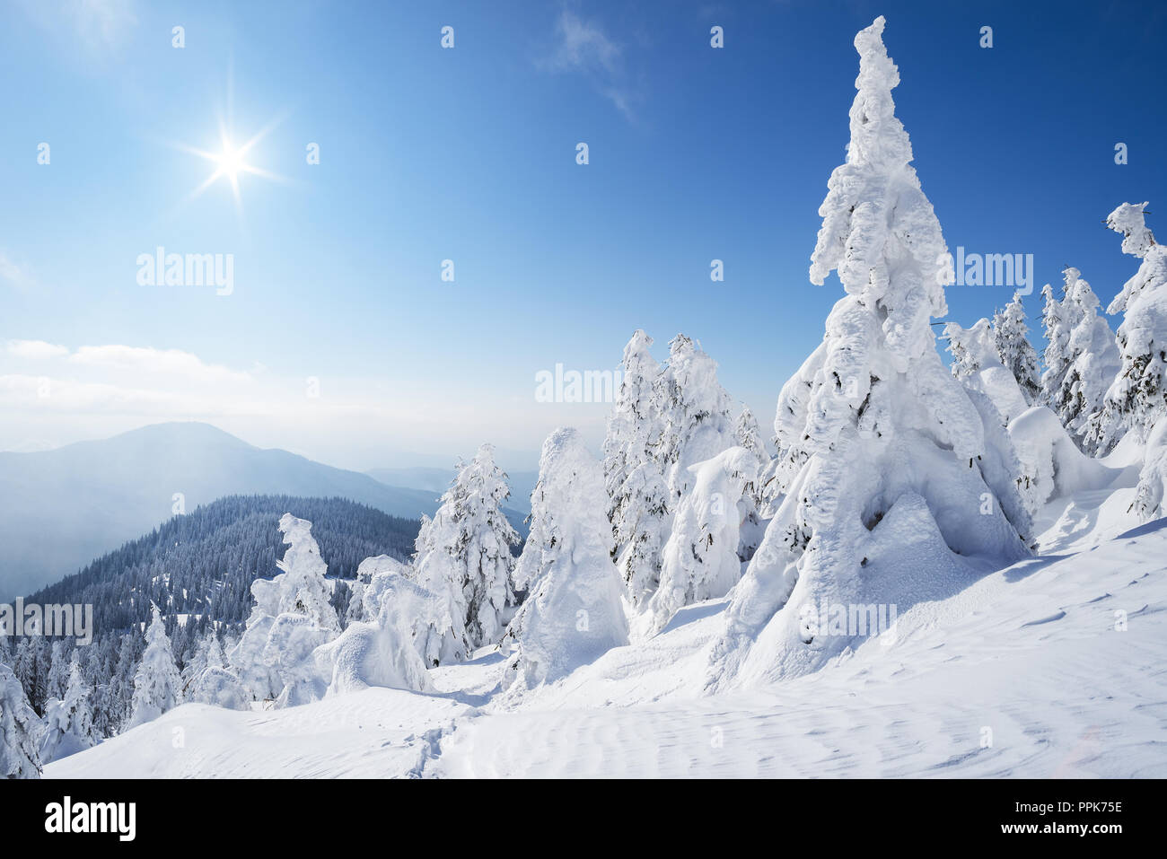 La forêt enneigée en hiver. Journée ensoleillée avec soleil et ciel bleu. Vue de Noël avec sapins après chute de neige. Paysage de montagne Banque D'Images