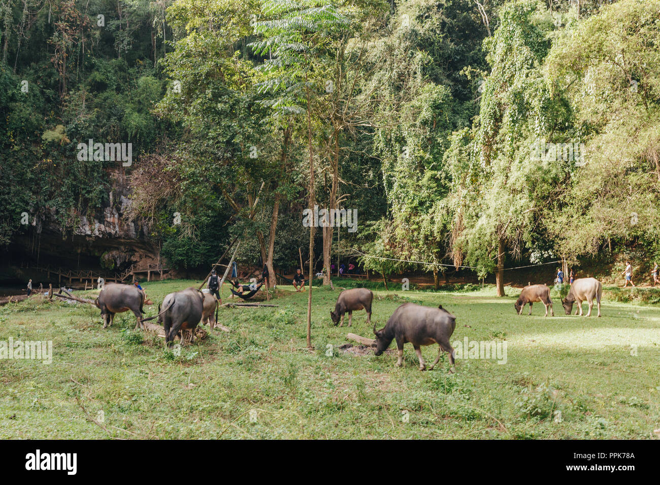 L'alimentation des vaches en Thaïlande Banque D'Images