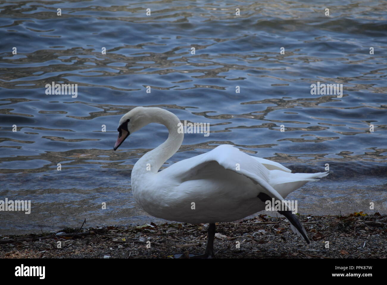 Swan à profiter de la vie dans le lac de Côme, Lecco, Italie Banque D'Images