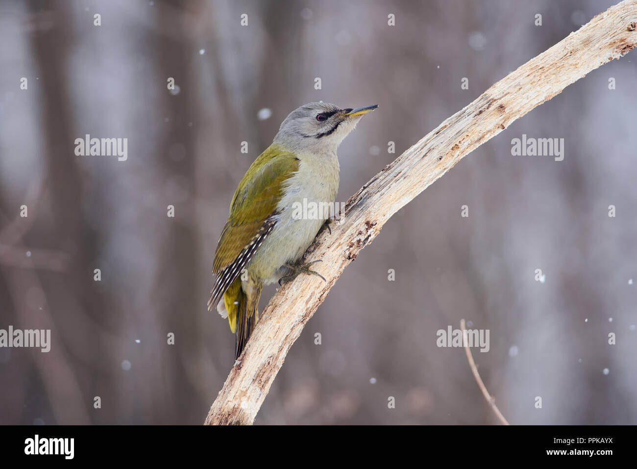 Pic à tête grise (Picus canus) est assis sur une branche, mangés par des scolytes, sous la neige qui tombe dans la forêt. Banque D'Images