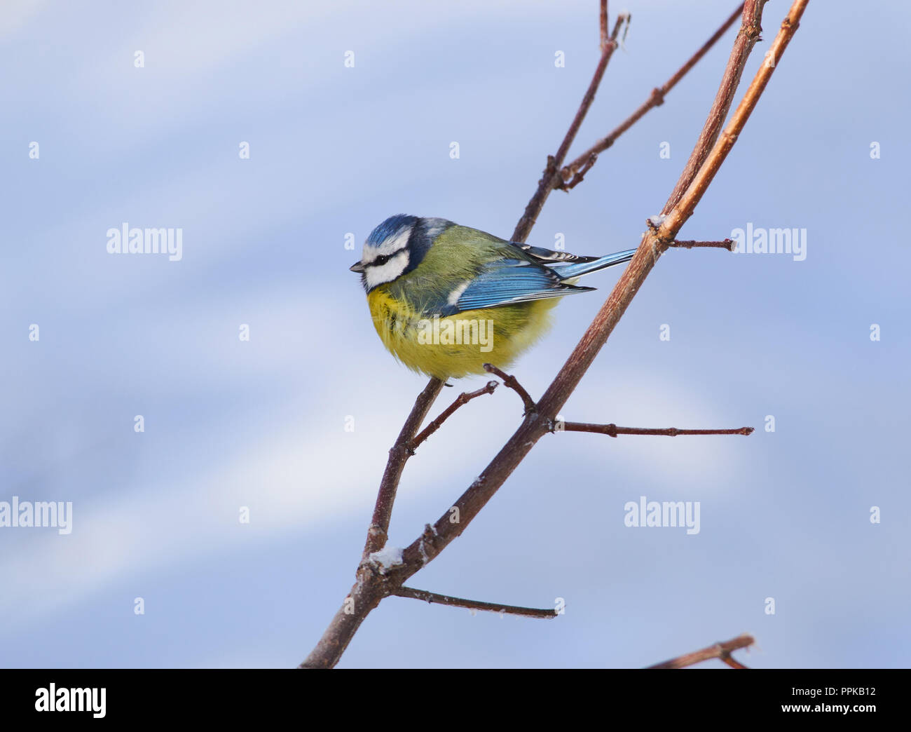 Mésange bleue (Cyanistes caeruleus) est assis sur une fine branche dans le gel (transformé en balle moelleux). Banque D'Images