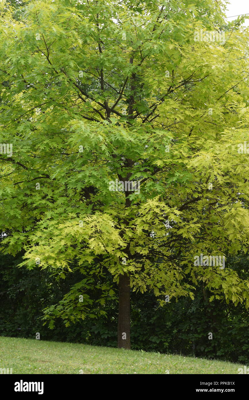 Beaux arbres verts dans un parc déserté à Montréal Canada durant l'été Banque D'Images