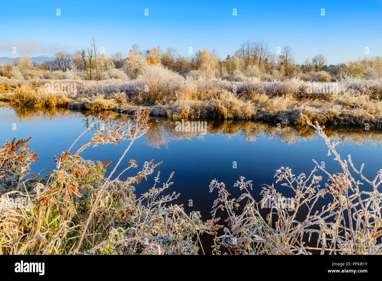 Givre, Creek, Burnaby Lake Regional Park, Burnaby, Colombie-Britannique, Canada Banque D'Images