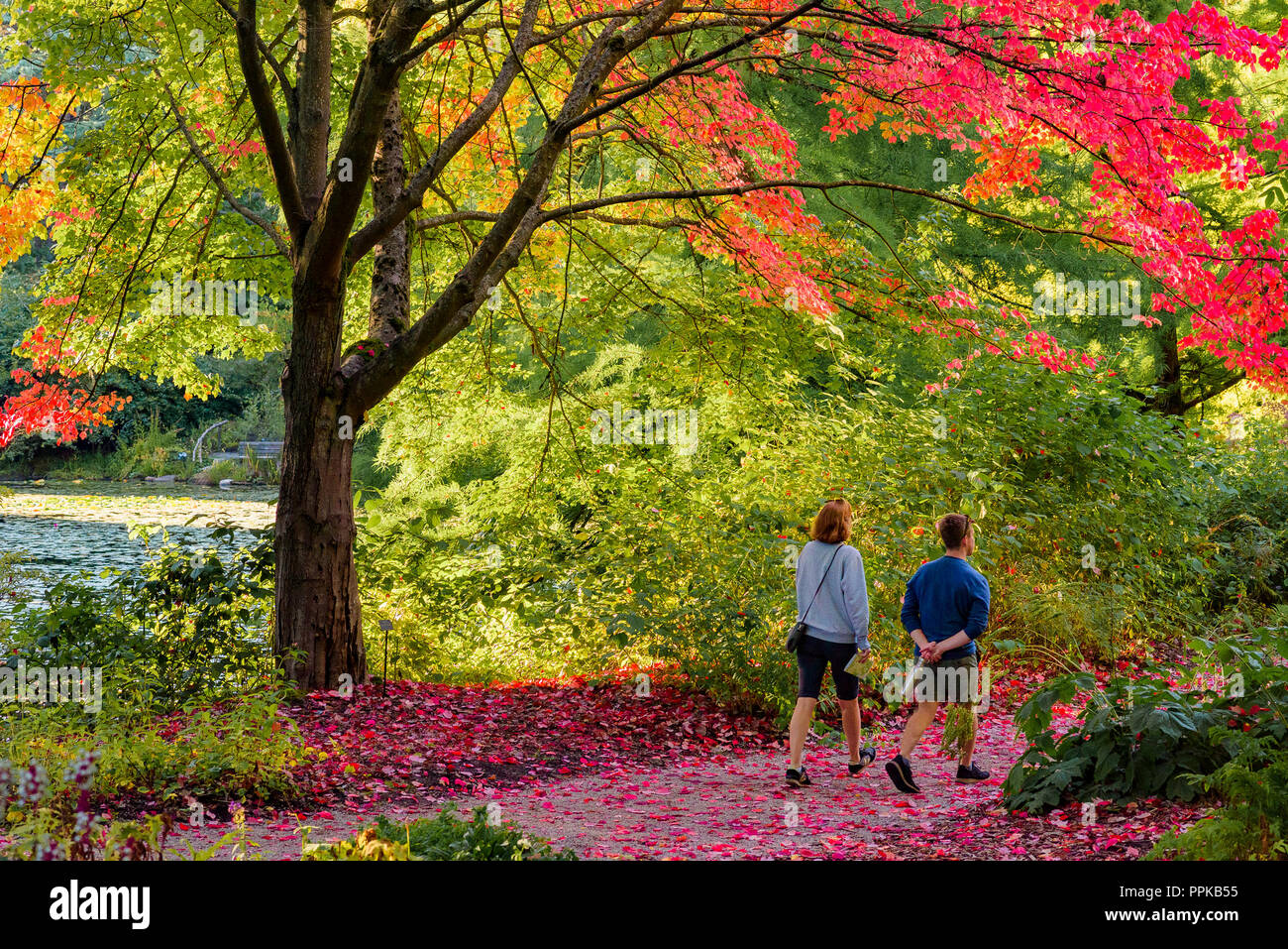 Couple sur chemin avec la couleur de l'automne, le Jardin botanique VanDusen, Vancouver, British Columbia, Canada Banque D'Images