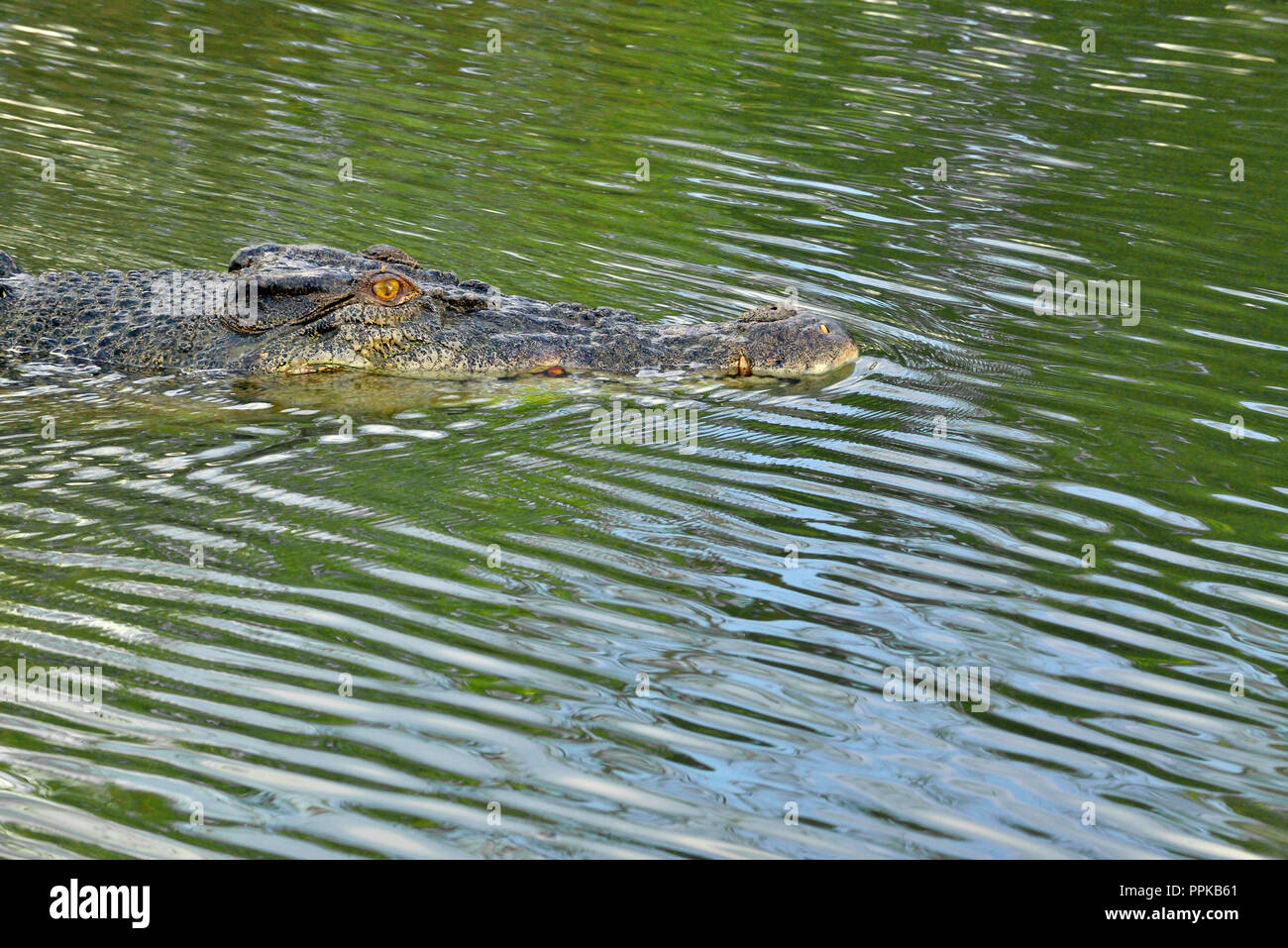 Crocodile swimming in East Alligator River, Kakadu, extrémité supérieure, le Territoire du Nord, Australie Banque D'Images