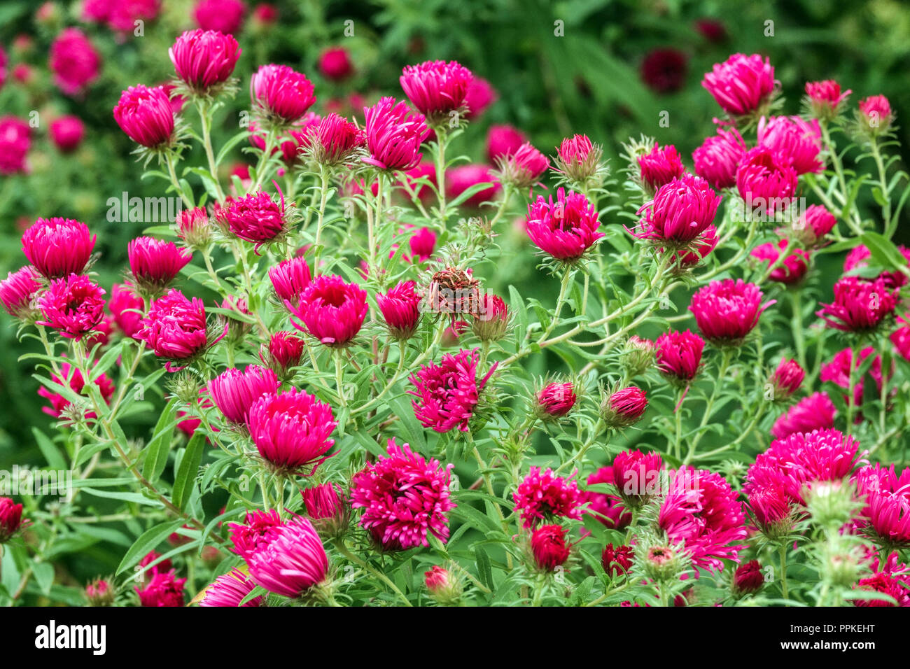 Nouvelle Angleterre Aster 'Alma Pötschke' Asters Banque D'Images