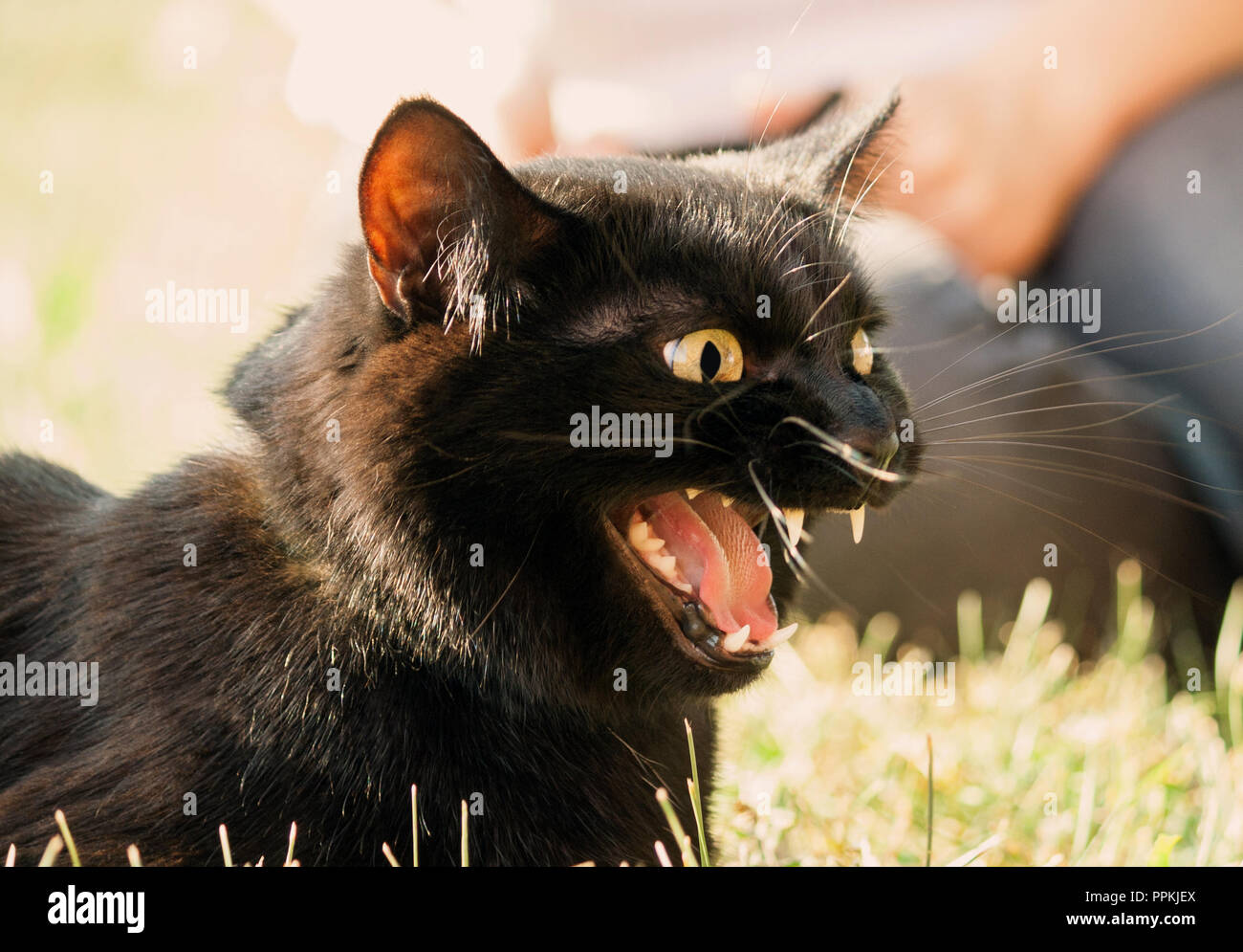 Chat Noir Avec Une Machoire Ouverte Dans Le Profil Se Trouve Sur L Herbe Dans La Rue Crocs Sont Visibles Et De La Langue Et La Colere Des Meows Ou Siffle Yeux Jaunes Chat Noir Avec Une Machoire Ouverte Dans Le Profil Se Trouve Sur L Herbe Dans La Rue Crocs Sont Visibles Et De La Langue Et La Colere Des Meows Ou Siffle Yeux Jaunes