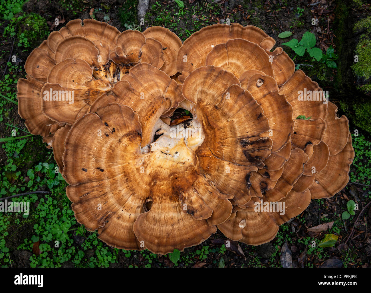 Champignons poulet des bois Banque D'Images