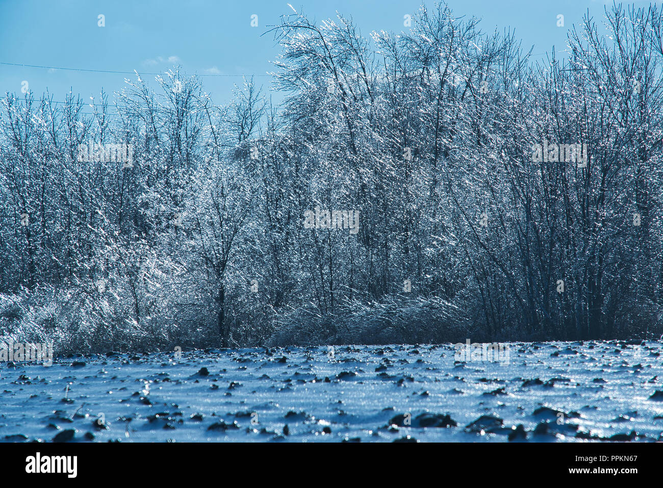 Laval, Canada,11,décembre 2012 arbres couverts de glace.dans un champ.Credit:Mario Beauregard/Alamy Live News Banque D'Images