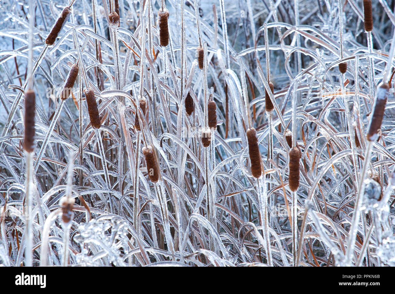 Laval, Canada,11,décembre 2012.couvert de glace plantes Typha dans un champ.Credit:Mario Beauregard/Alamy Live News Banque D'Images