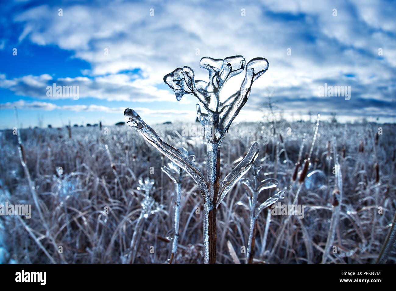 Laval, Canada,11,décembre 2012.couvert de glace brindille dans un champ.Credit:Mario Beauregard/Alamy Live News Banque D'Images