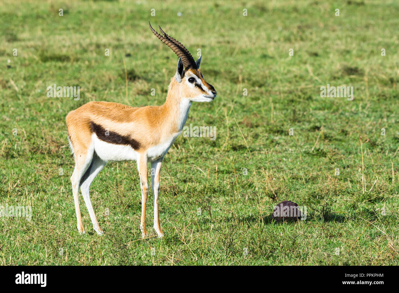 Gazelle de Thomson (Eudorcas Thomsonii), réserve nationale de Maasai Mara, Kenya Banque D'Images