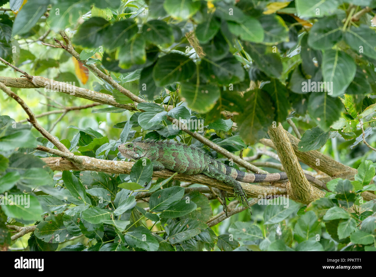 La réserve de Pacaya Samiria, Pérou, Amérique du Sud. Iguane vert reposant sur un membre de l'arbre le long de la rivière Ucayali, dans le bassin amazonien. Banque D'Images