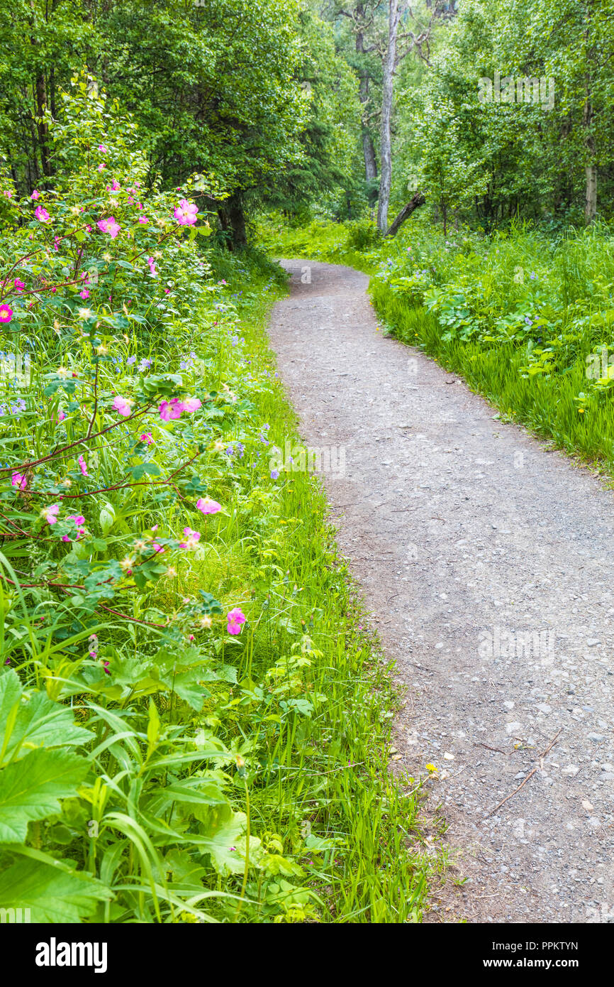 Sentier nature Rodak à Eagle River Nature Center à Eagle River en Alaska Banque D'Images