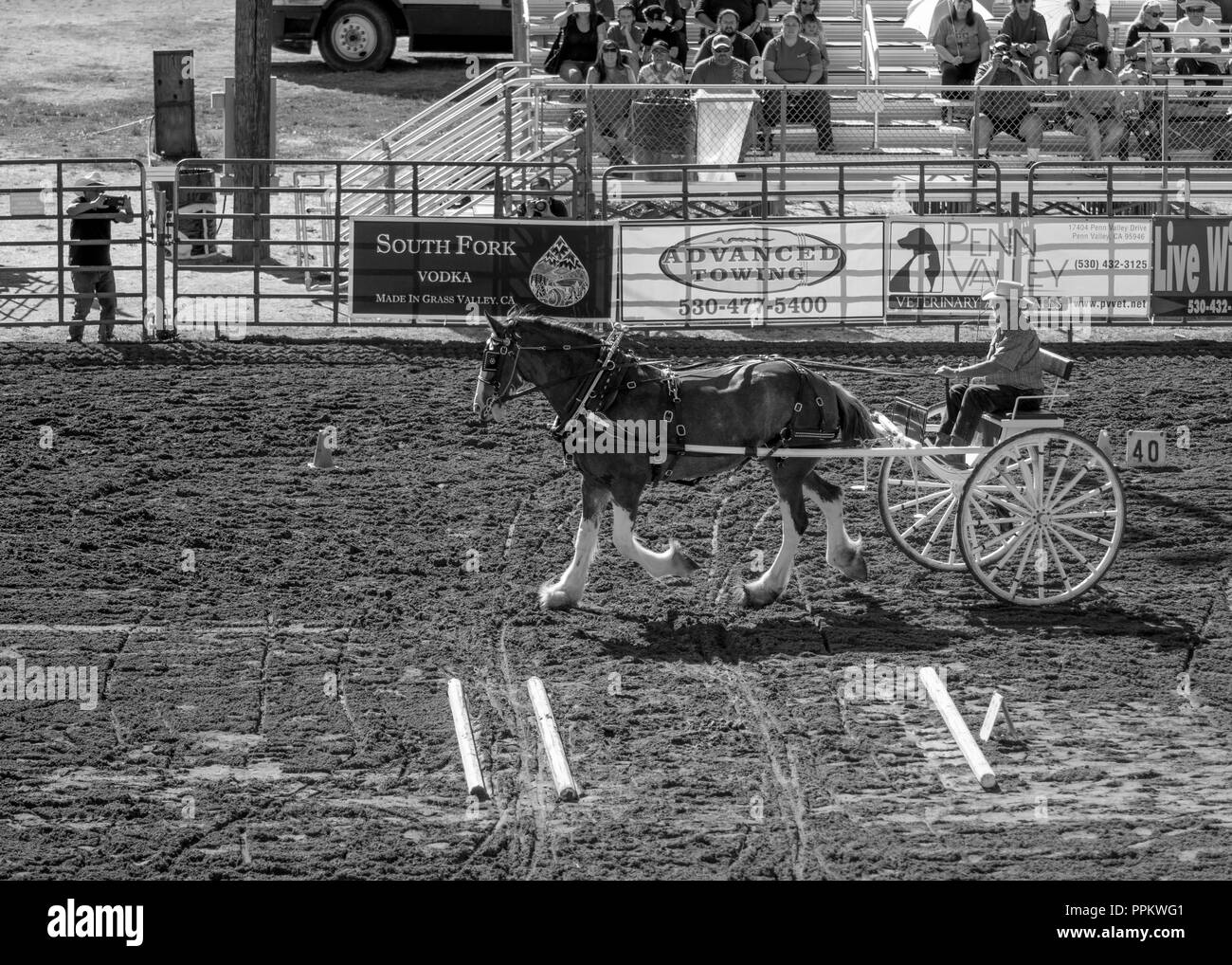 Grass Valley, California, USA. 22 septembre 2018. Projet de l'Classic et la récolte juste au Nevada County Fairgrounds à Grass Valley. Ce Classique Banque D'Images