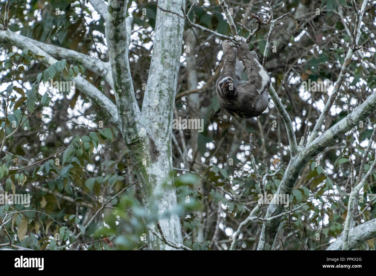 La réserve de Pacaya Samiria, Pérou, Amérique du Sud. Brown-throated paresseux tridactyle grimper dans un arbre. Banque D'Images