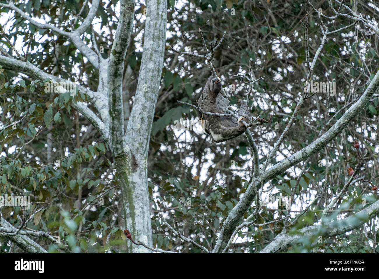 La réserve de Pacaya Samiria, Pérou, Amérique du Sud. Brown-throated paresseux tridactyle grimper dans un arbre. Banque D'Images