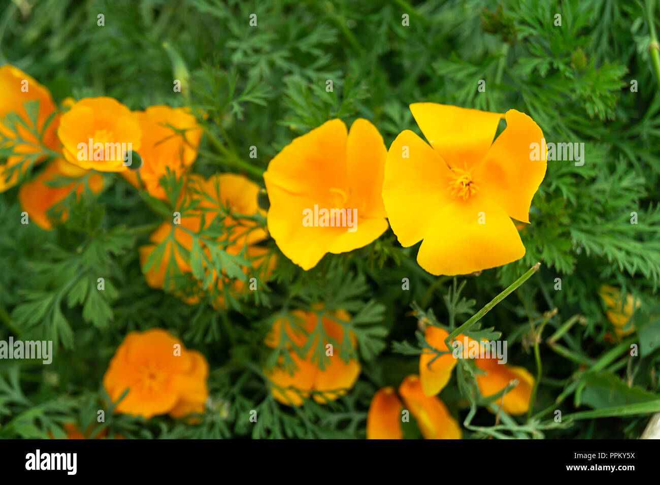 Avec fond naturel fleur orange sur fond de feuille verte dans le jardin Banque D'Images