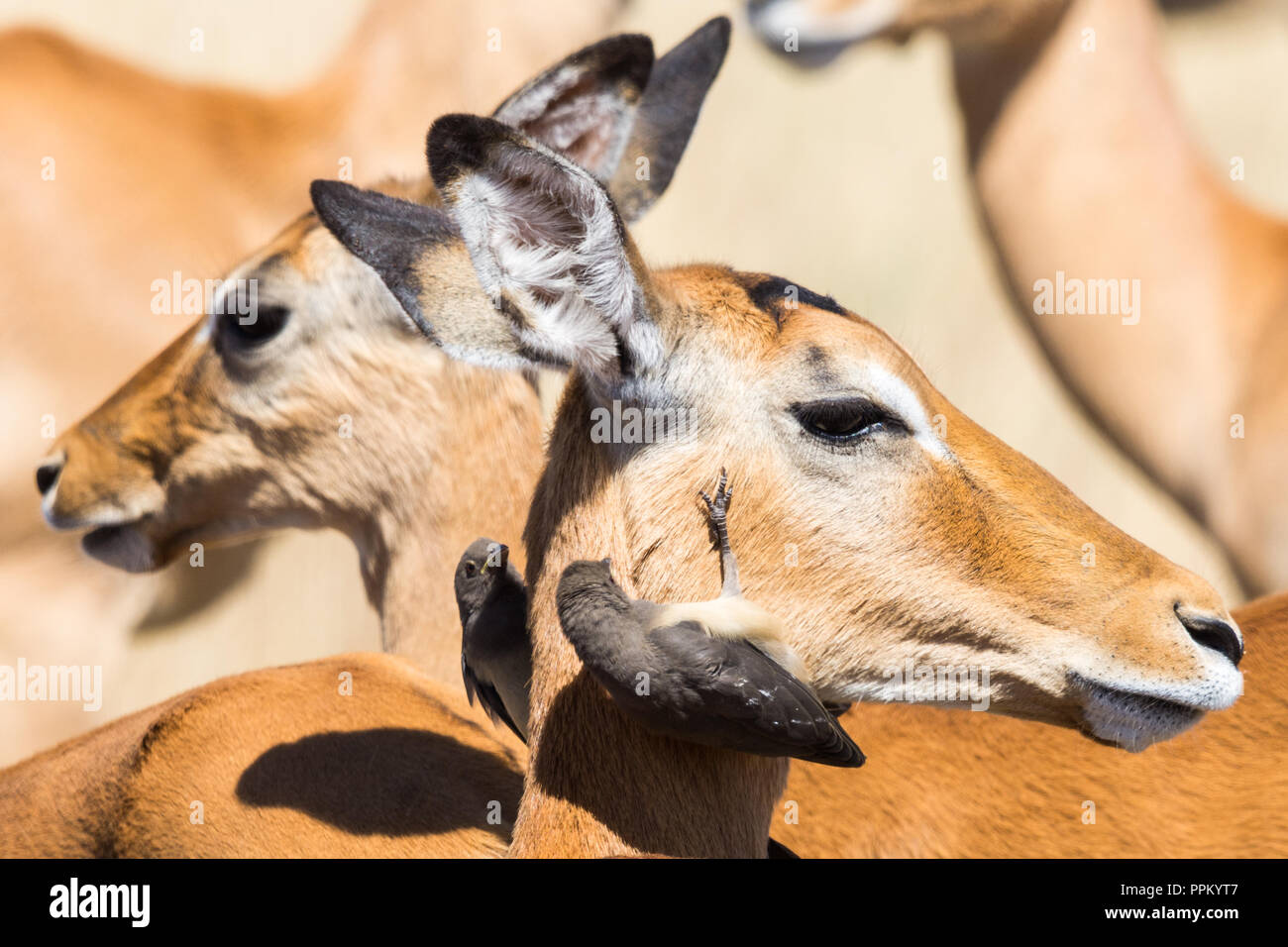 Oiseaux sur la gazelle Impala, Réserve nationale de Maasai Mara, Kenya Banque D'Images