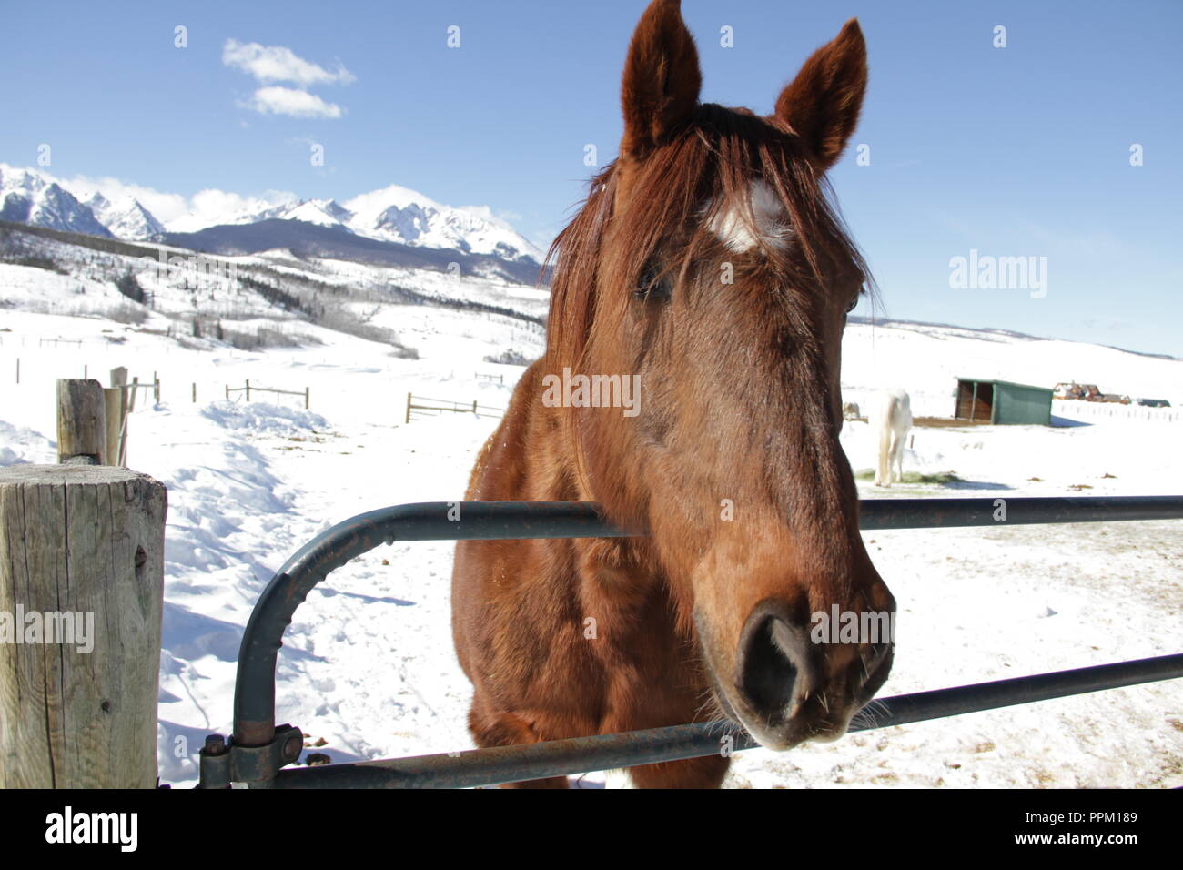 CJ le cheval Banque D'Images