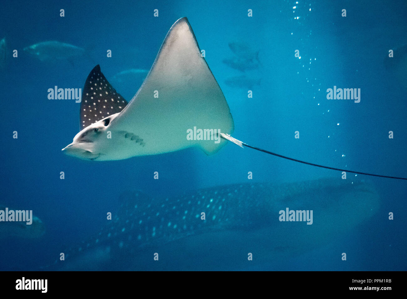 Spotted Eagle Ray (Aetobatus narinari) et du requin-baleine (Rhincodon typus) à l'Aquarium de Géorgie dans le centre-ville d'Atlanta, Géorgie. (USA) Banque D'Images