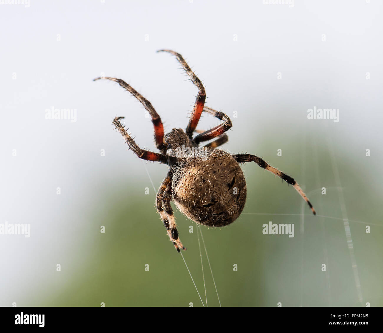 Marbré de Orb Weaver Banque D'Images