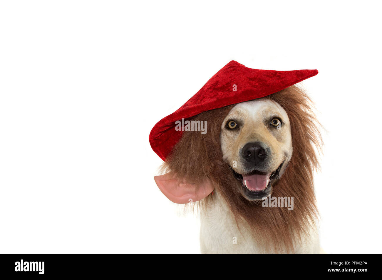 Il porte un drôle de chapeau Avec ELF COSTUME NOËL ROUGE BARBE . Contre isolé sur fond blanc. Banque D'Images Il porte un drôle de chapeau Avec ELF COSTUME NOËL ROUGE BARBE . Contre isolé sur fond blanc. Banque D'Images